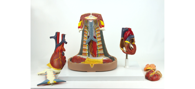 Heart Model with Esophagus 2.png Κανένα σετ εικόνων